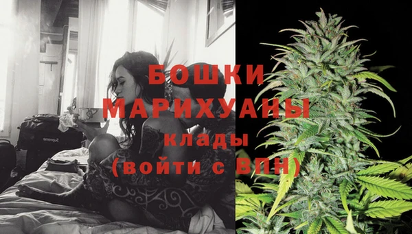 прущие грибы Новозыбков